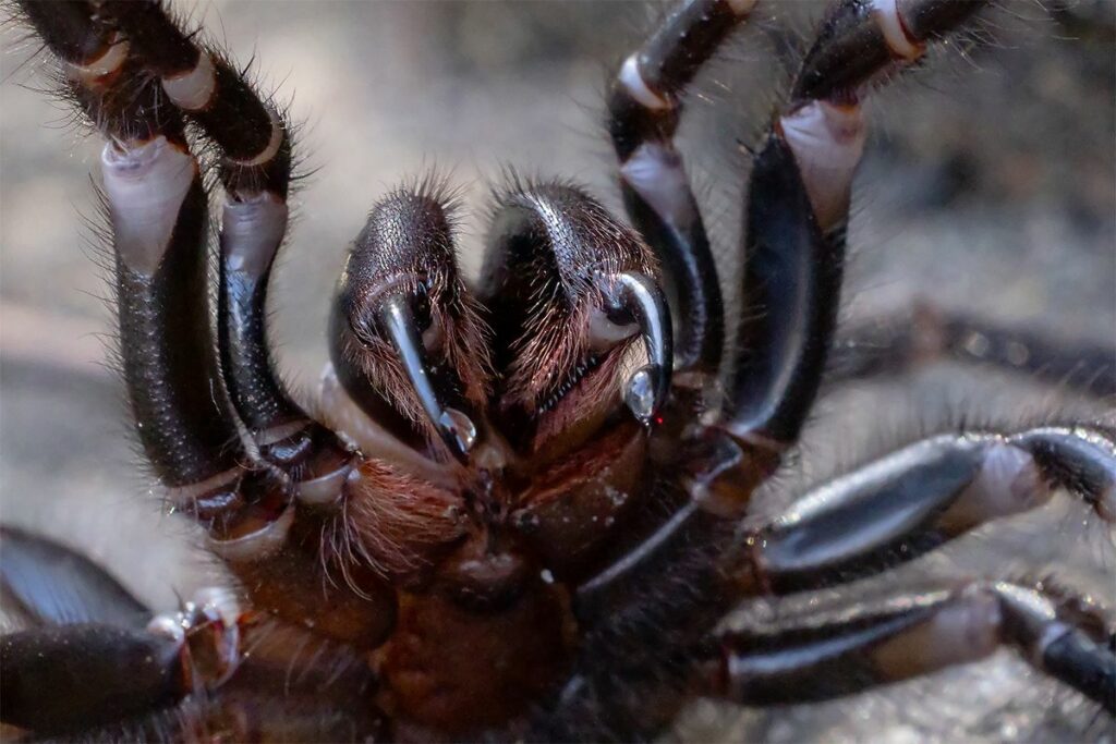 The Top 10 Deadliest Spiders On Earth
