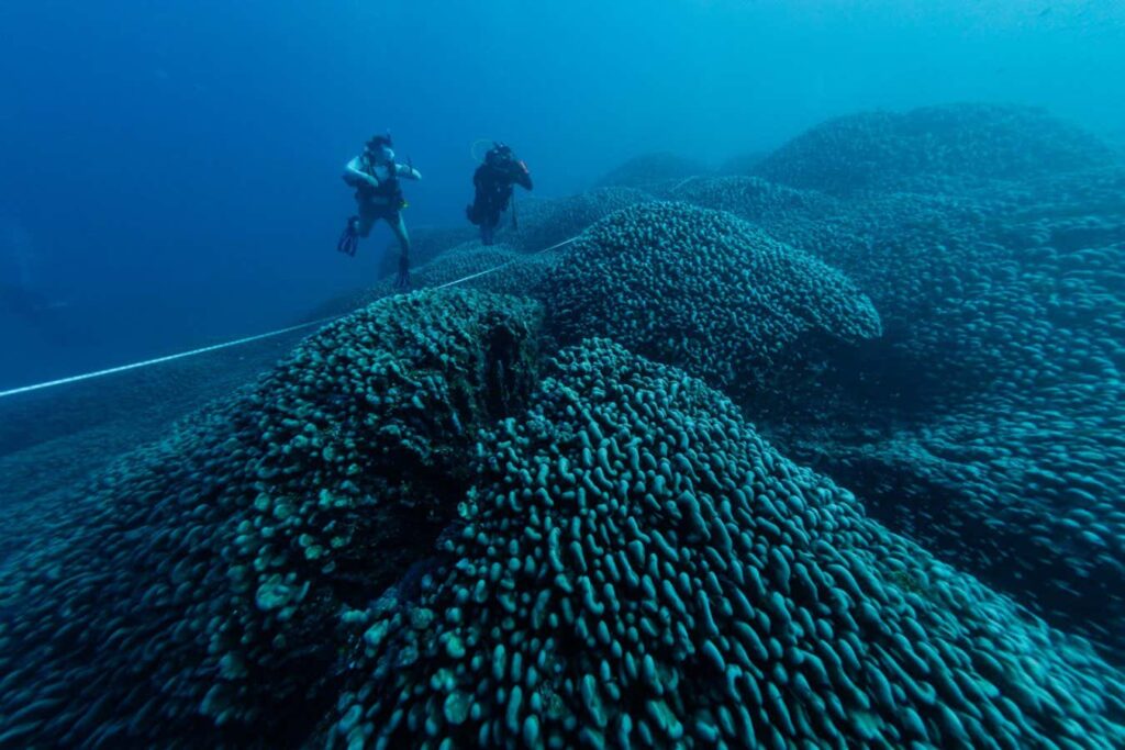 The accidental discovery of a 300-year-old giant coral reef The Accidental Discovery Of A 300 Year Old Giant Coral Reef