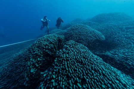 The Accidental Discovery Of A 300 Year Old Giant Coral Reef