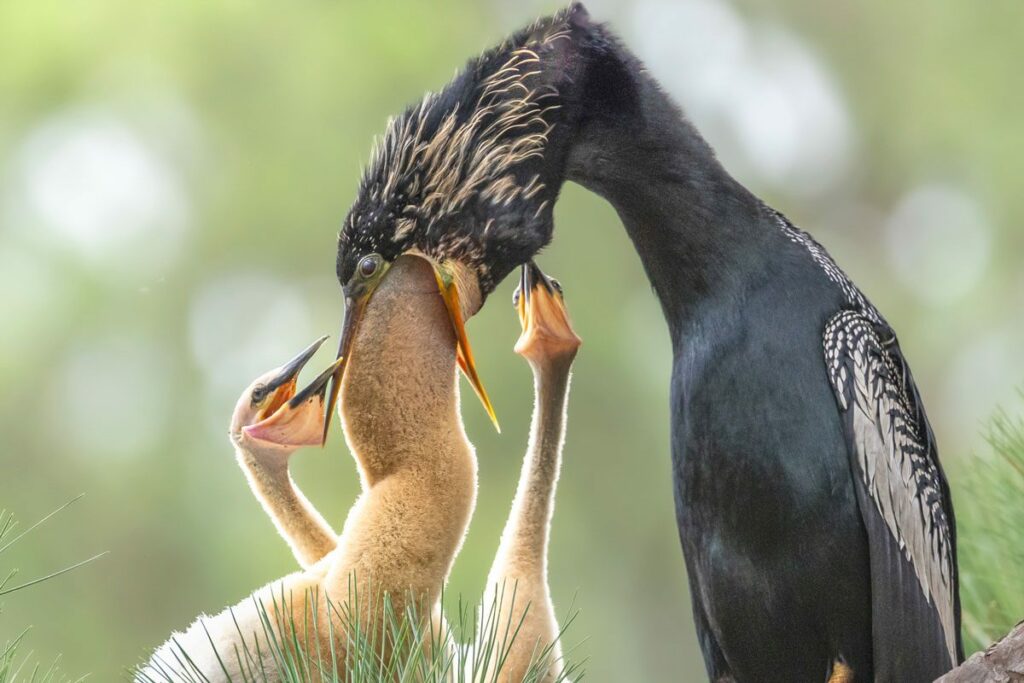 Top 10 Strangest Nature Images Of 2024 (up To Now)