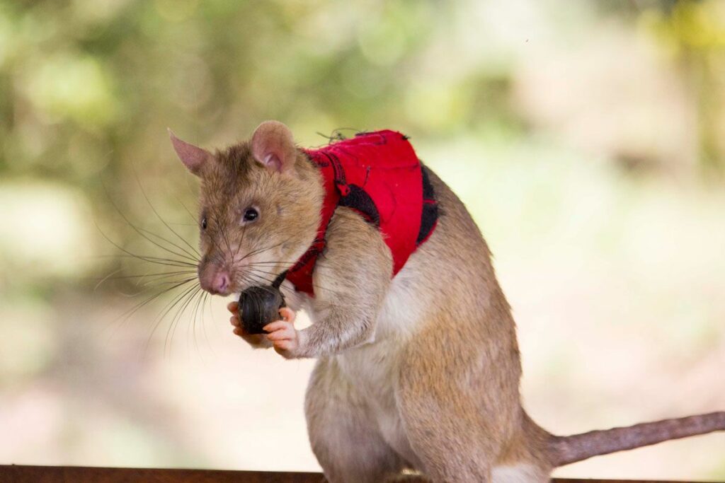 Trained Giant Rats: A Potential Game Changer In The Fight Against