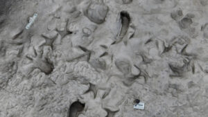 Two Hominin Species Lived Together In Kenya 1.5 Million Years