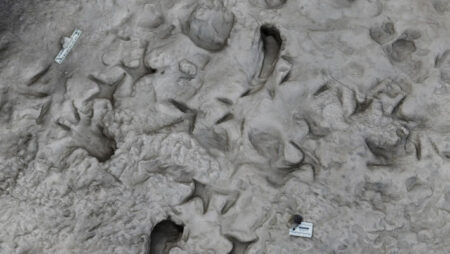 Two Hominin Species Lived Together In Kenya 1.5 Million Years