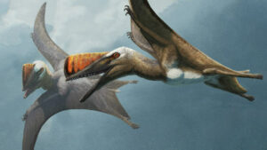 Unusually Short, Stiff, Pointed Tails In Jurassic Pterosaurs.