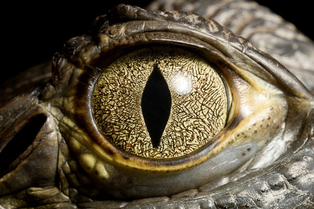 8 Amazing Animals That Outlived The Dinosaurs And Continue To