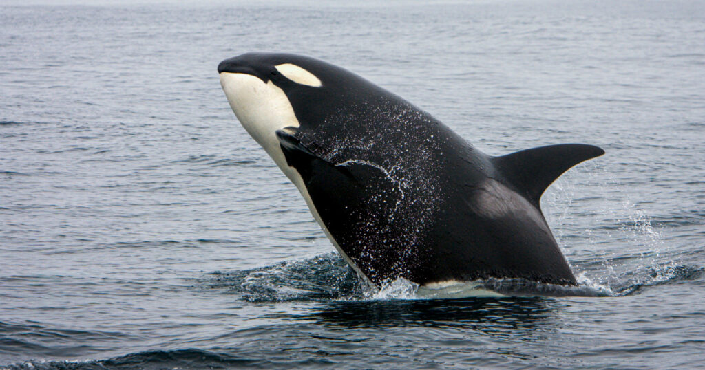 A Killer Whale Was Seen Balancing A Salmon On Its