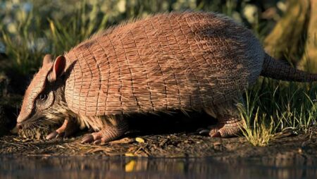 A new species of armadillo fossil unearthed in Brazil A New Species Of Armadillo Fossil Unearthed In Brazil