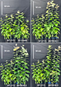 A Recently Identified Gene Enhances Photosynthesis And Boosts Plant Growth