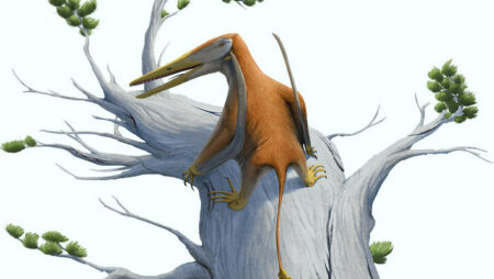 Argentina is home to the oldest newly discovered species of pterosaur Argentina Is Home To The Oldest Newly Discovered Species Of