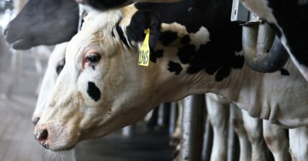 Bird Flu Warning Signs Are Worsening