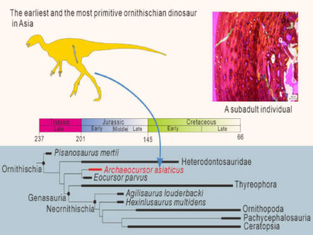 China unveils new herbivorous dinosaur species China Unveils New Herbivorous Dinosaur Species