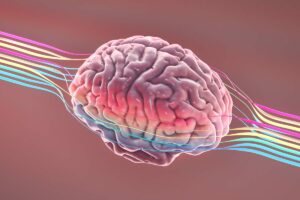 Discovering The Origins Of Your Brain's Enlarged Size