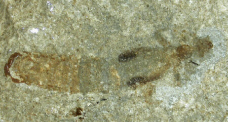 Earwig Fossil Discovered In Denmark Dates Back 55 Million Years
