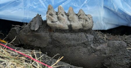 Entire Mastodon Jaw Fossil Discovered In New York Backyard