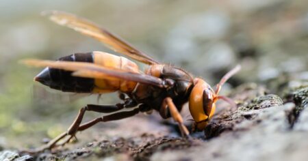 First-ever European sighting of the infamous ‘murder hornet’ alien species First Ever European Sighting Of The Infamous 'murder Hornet' Alien Species