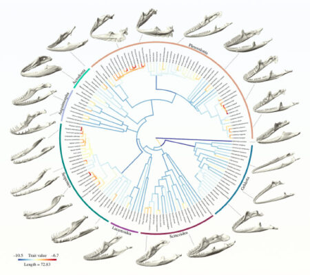 Fresh Research Illuminates The Evolution Of Lepidosaurs