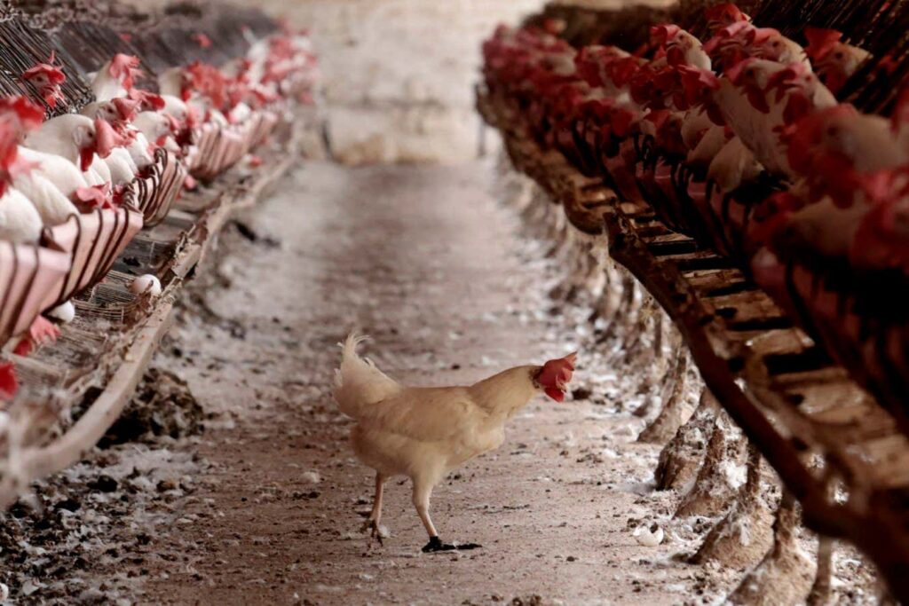 H5n1 Bird Flu Poses A Greater Pandemic Risk Than Anticipated