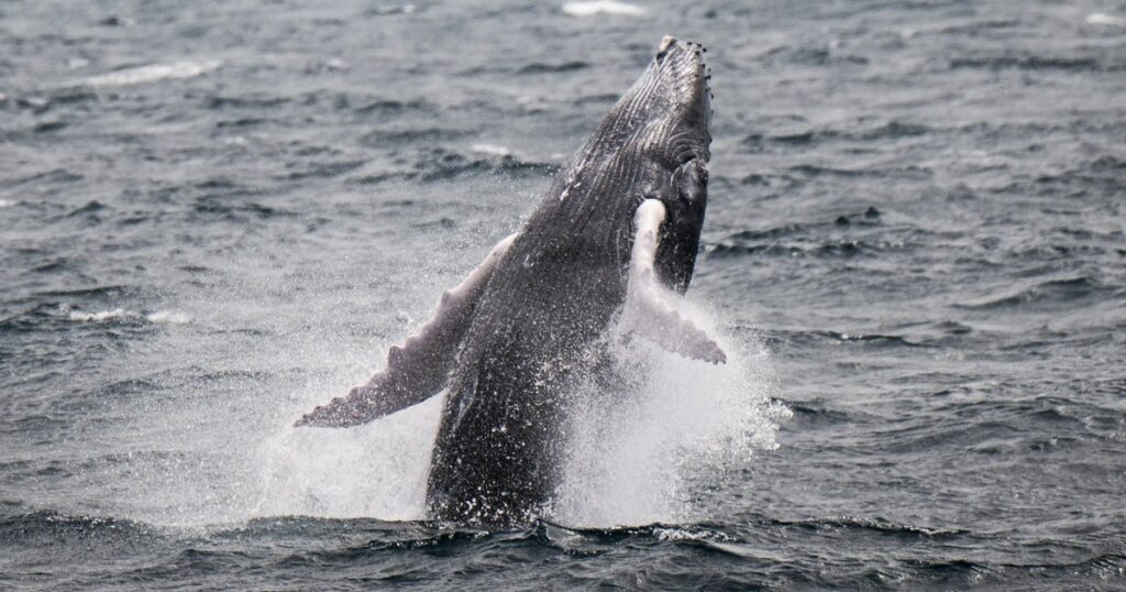 Humpback Whales Set New Record For Longest Migration In Search