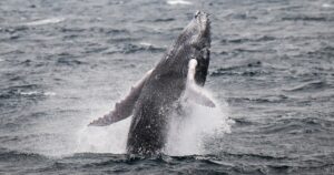 Humpback Whales Set New Record For Longest Migration In Search