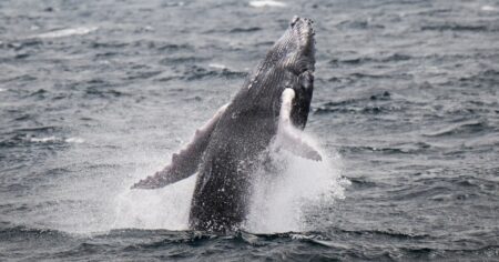 Humpback Whales Set New Record For Longest Migration In Search