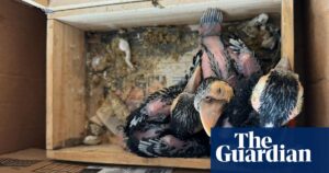 Illegal Wildlife Trade: The Surprising Ease Of Doing Business On