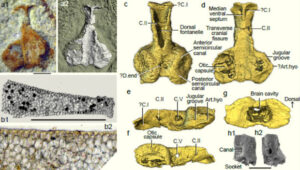 Jawed Vertebrate Fossils Dating Back 400 Million Years Discovered In