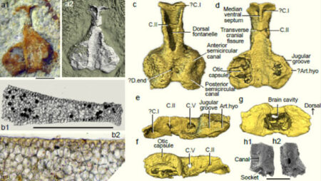 Jawed Vertebrate Fossils Dating Back 400 Million Years Discovered In