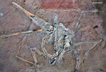 Nearly 50 Hidden Pterodactyl Specimens Discovered Through Uv Stimulated Fluorescence