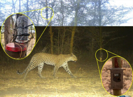 New Study Reveals How Leopards Can Be Distinguished By Their