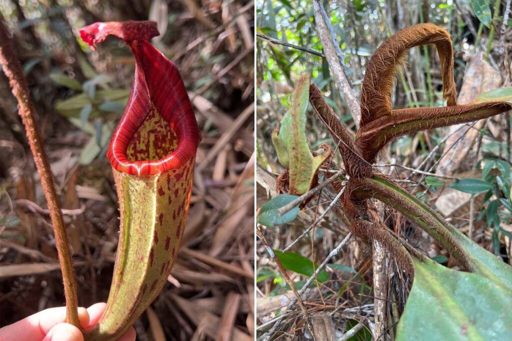 Newly Discovered Hairy Pitcher Plant Resembling An Orangutan Found In
