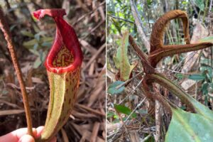 Newly Discovered Hairy Pitcher Plant Resembling An Orangutan Found In