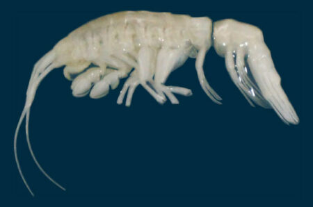 Newly Found Predatory Crustacean Within The Depths Of The Atacama