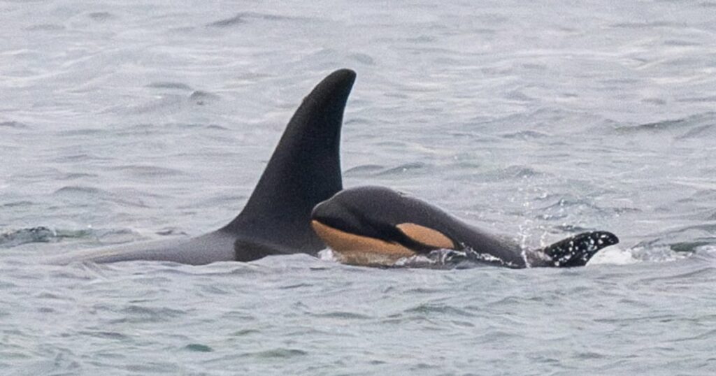 Orca Successfully Delivers Healthy Calf After Carrying Deceased Newborn Over
