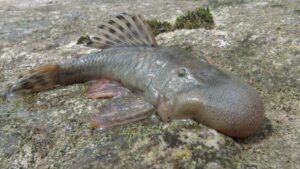 Peru's New 'blobhead' Catfish Species Found