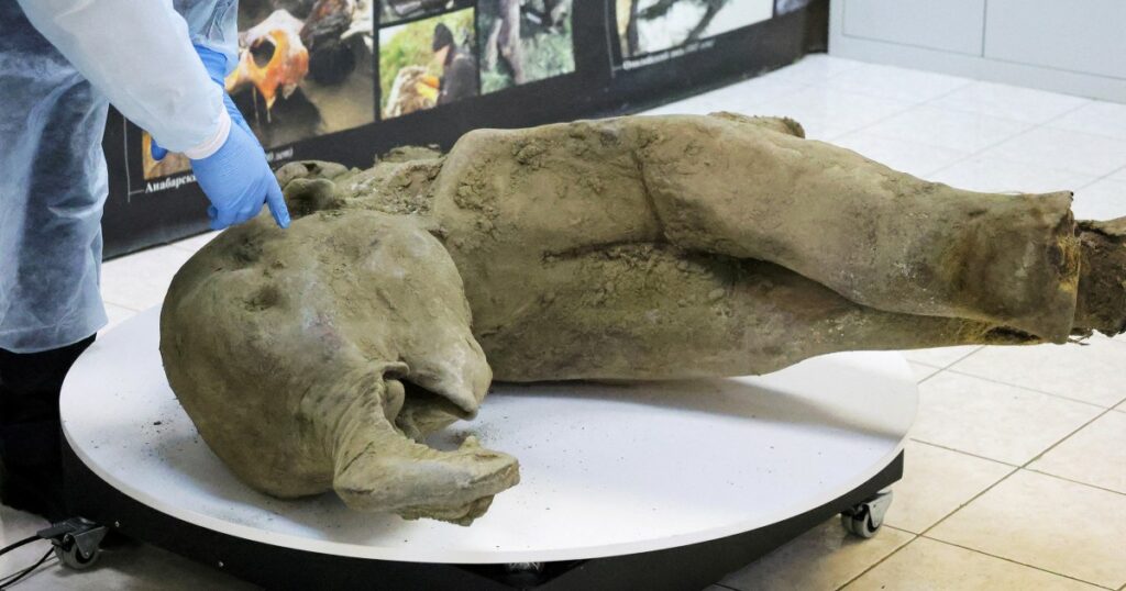 Researchers are thrilled by the discovery of a 50,000-year-old baby mammoth tree Researchers Are Thrilled By The Discovery Of A 50,000 Year Old Baby