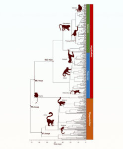 Scientists Release Updated Primate Evolutionary Lineage