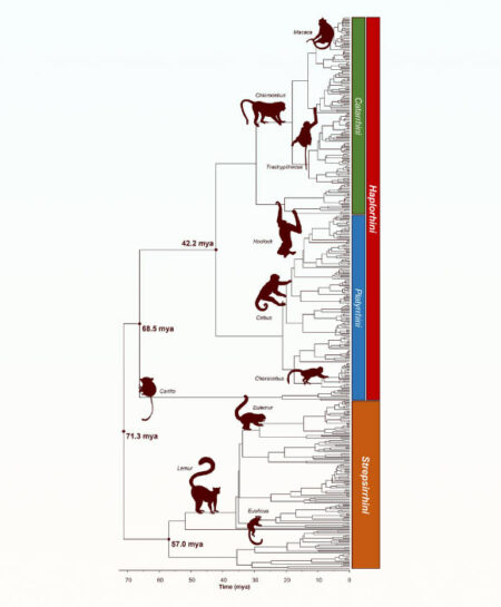 Scientists Release Updated Primate Evolutionary Lineage
