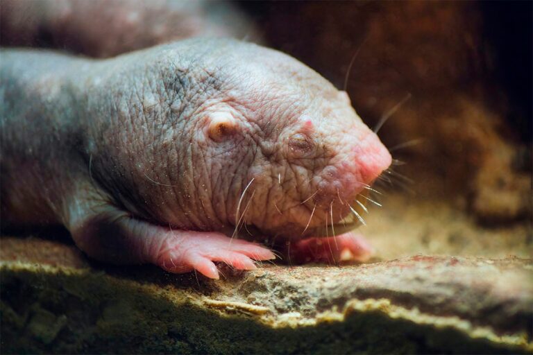 The Animal with the Longest Lifespan on Earth in 2025 The Animal With The Longest Lifespan On Earth In 2025