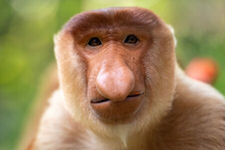 The Amusing Reason Why These Monkeys Are Attracted To Long