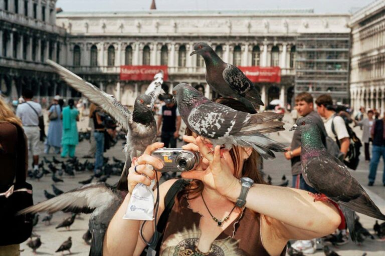 The Incredible Abilities Of Pigeons: Why It's Time To Appreciate
