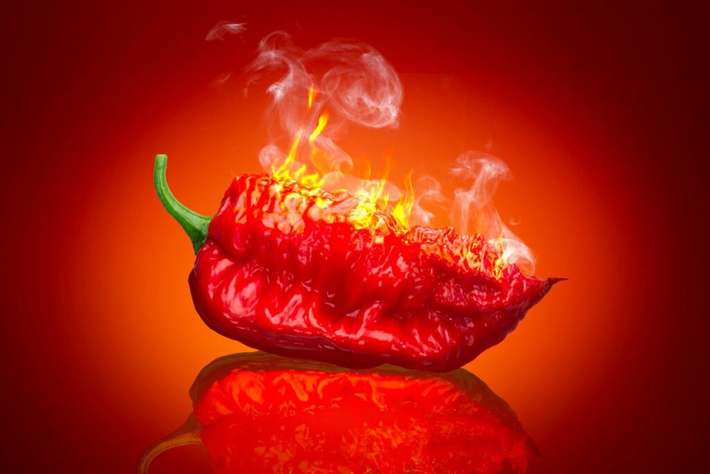 Top 8 of the Spiciest Chili Peppers of 2025 Top 8 Of The Spiciest Chili Peppers Of 2025