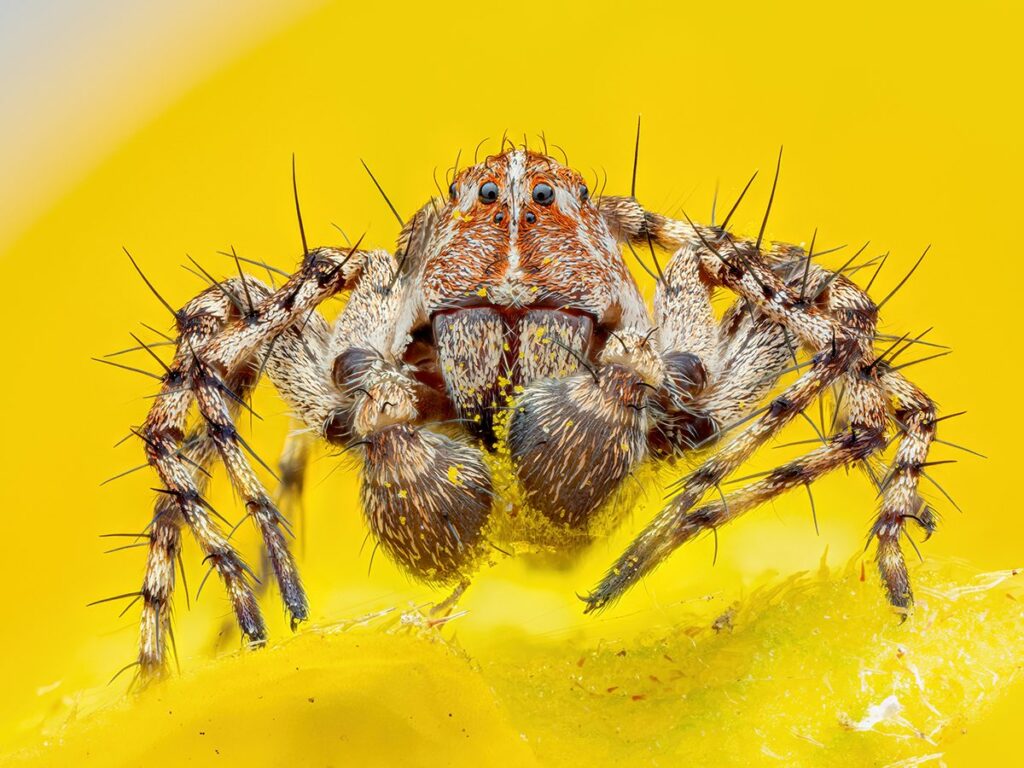 20 Most Bizarre And Beautiful Natural Images Of 2025