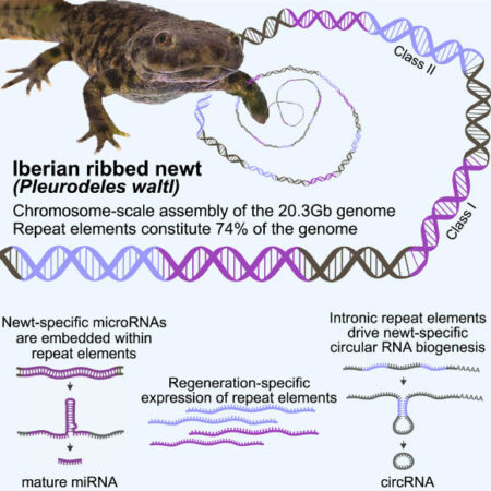 Biologists Use High Resolution Imaging to Study Iberian Rib Neutrons. Biologists Use High Resolution Imaging To Study Iberian Rib Neutrons.