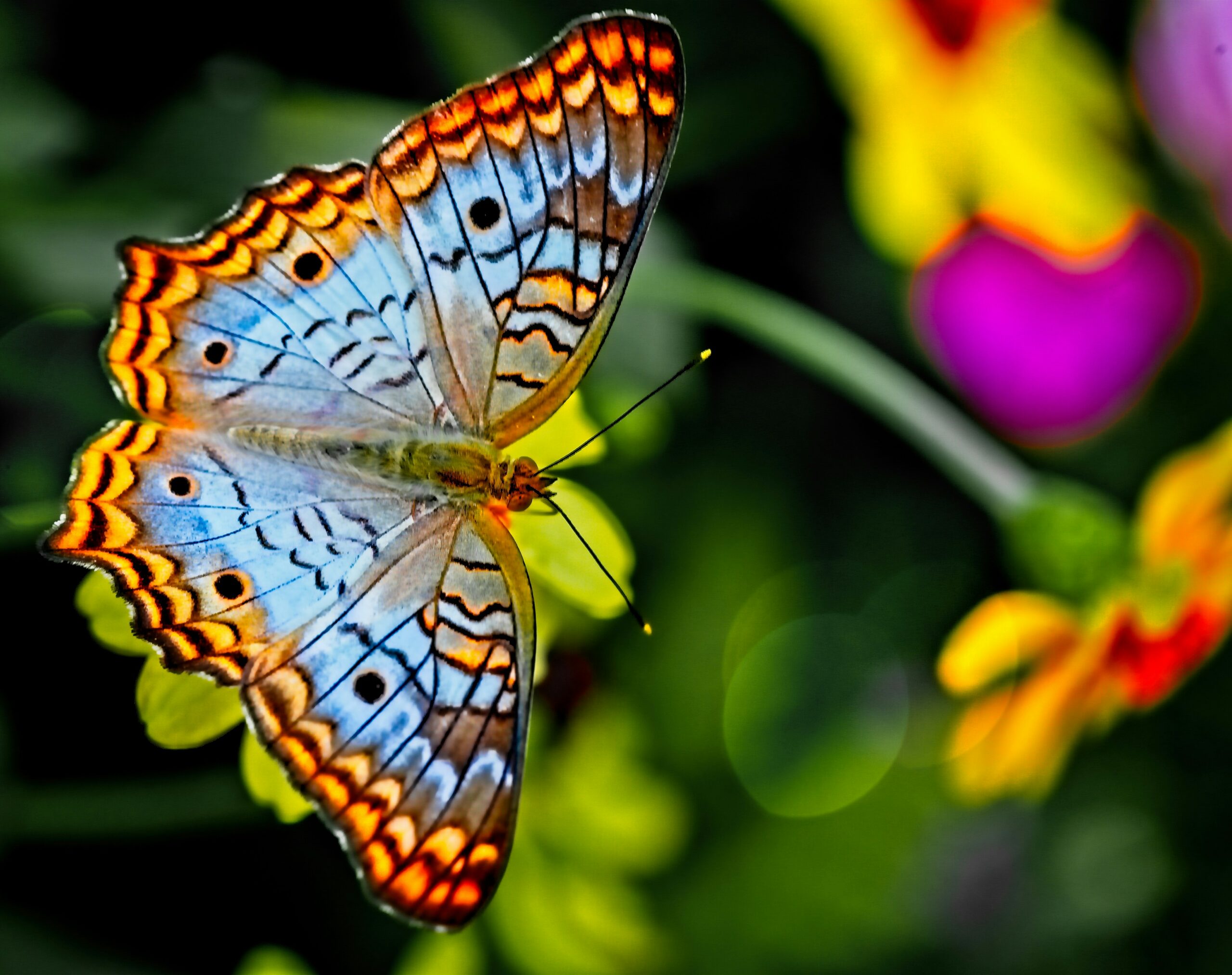 Butterflies Harness Electrostatic Forces For Pollination Purposes