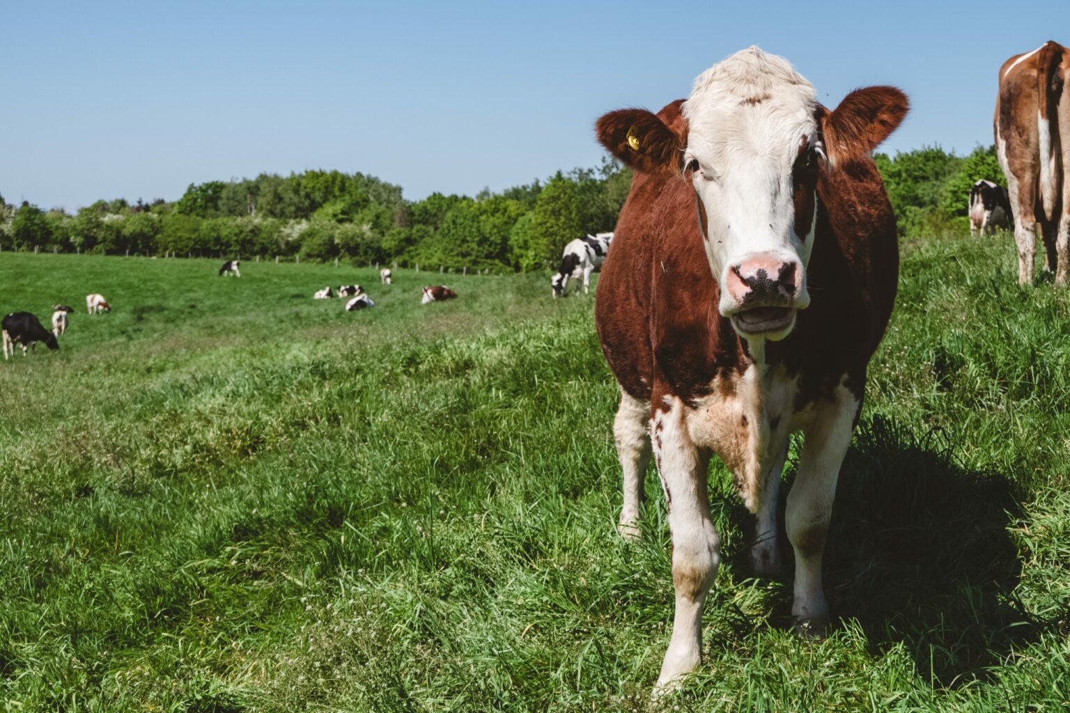 Can Avian Influenza Be Spread By Cows?