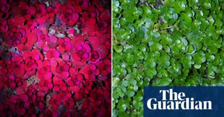 Discover The Hidden Wonders Of Nature With A Uv Torch