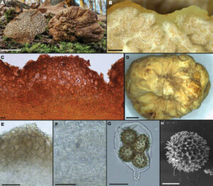Discovery Of Two New Edible Truffle Species In Eastern North