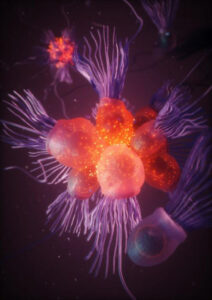 Evidence Of Electrical Signaling And Coordinated Behavior Uncovered In Choanoflagellates