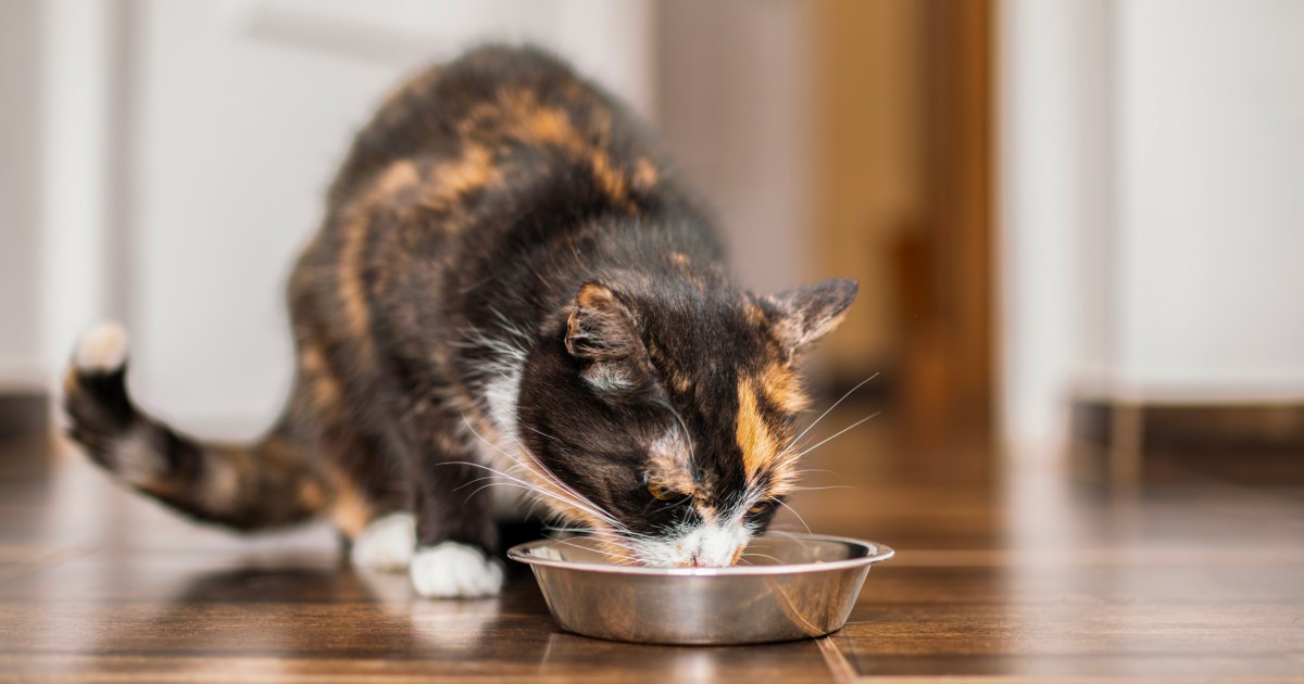 Fda Urges Pet Food Companies To Review Safety Plans In