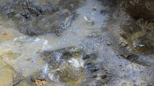 Footprints Of Pleistocene Cave Bears Found In Spain
